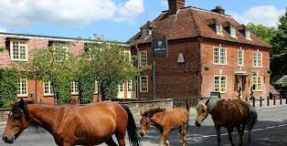 Hampshire - The English Forest Where Horses Roam Free
